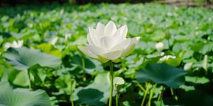 Australian Buddhists: What our survey discovered about their wellbeing and belonging